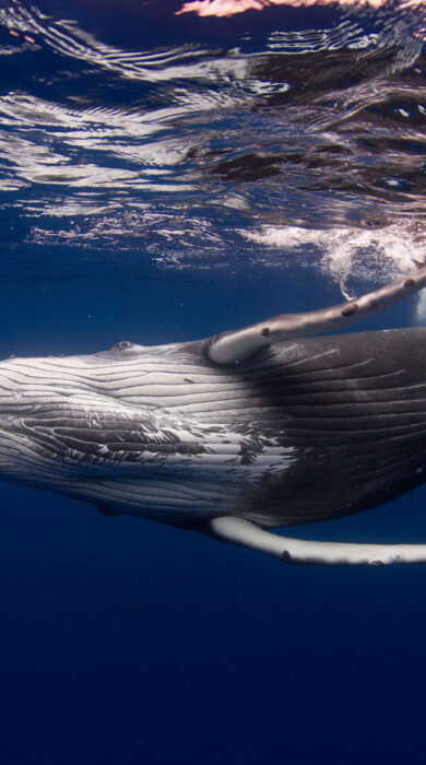 Humpback whale seen below the surface next to a scuba diver