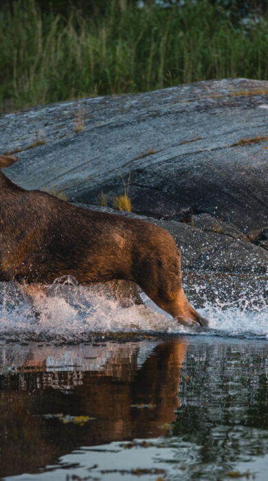 A moose emerging from a body of water in Sweden