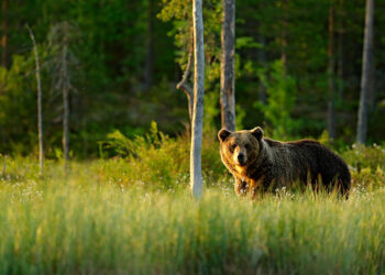 A brown bear walking around a lake in the morning light in eastern Finland near the Russian border