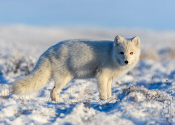 Close up of arctic fox in the snow
