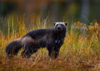 Wolverine walking through the grass at sunset in Finland