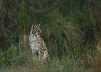Wild Eurasian Lynx in Finland during early morning