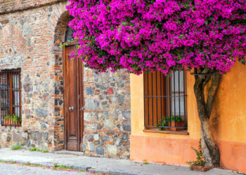 A bright pink bougainvillea tree outside a house in Colonia del Sacramento, Uruguay.