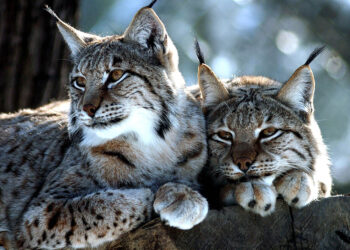 Lynx in Croatia (Nenad Reberšak)