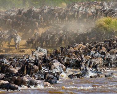 Wildebeests are crossing Mara river. Great Migration. Kenya
