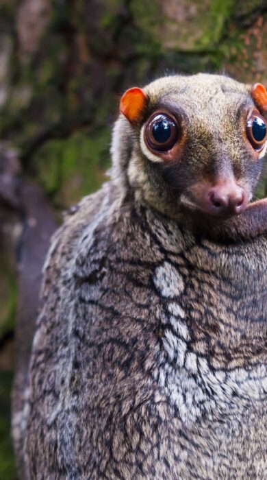 A colugo on a tree