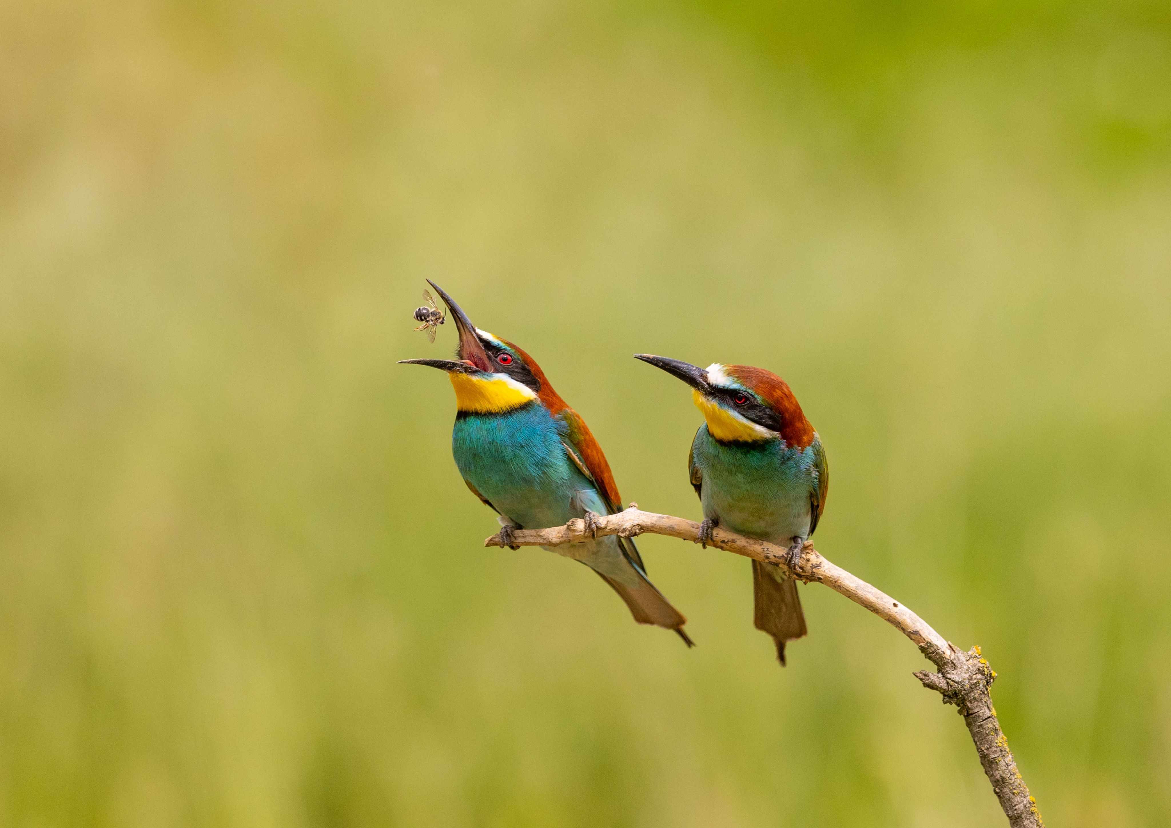 Two bee eaters sat on a twig, one eating a bee