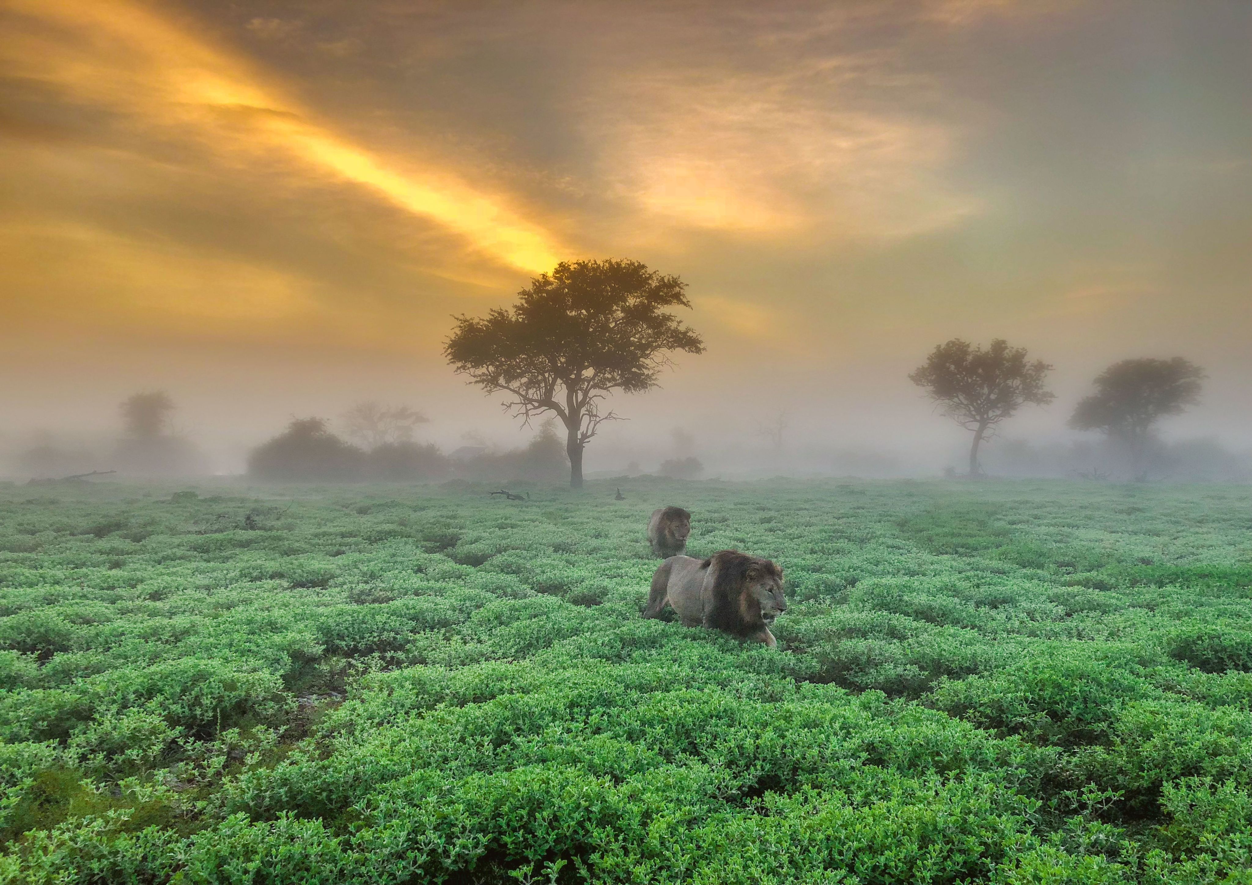 Two male lions walking through low grassland with a sunrise behind them