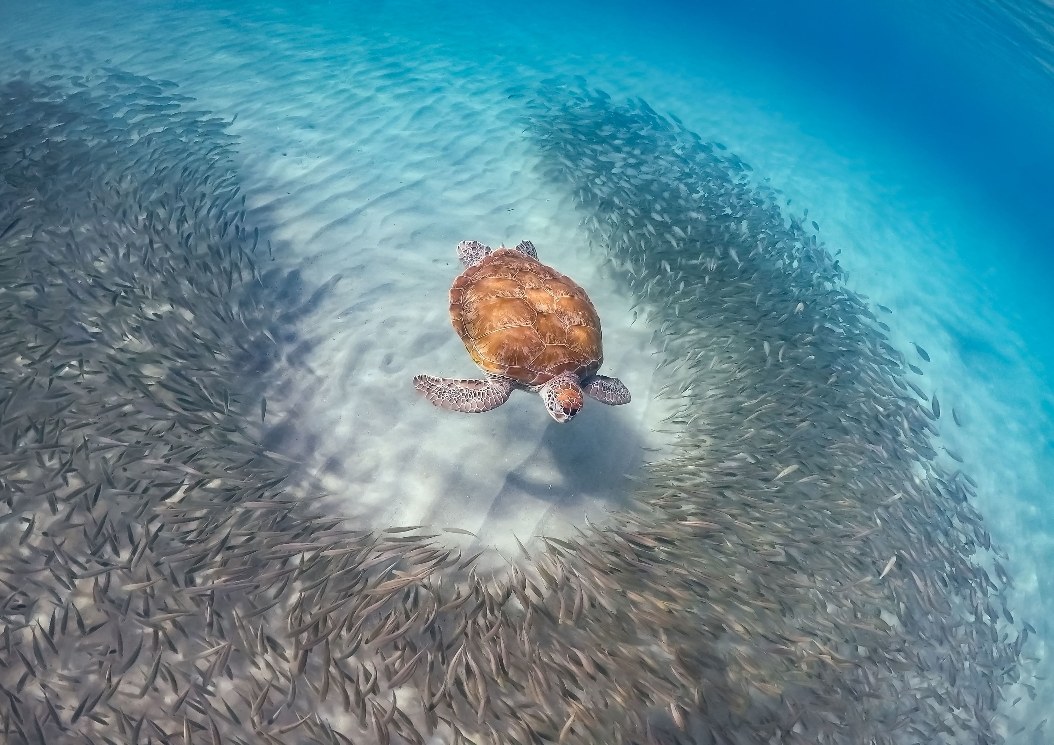 An underwater shot of a turtle playfully breaking up a fish ball