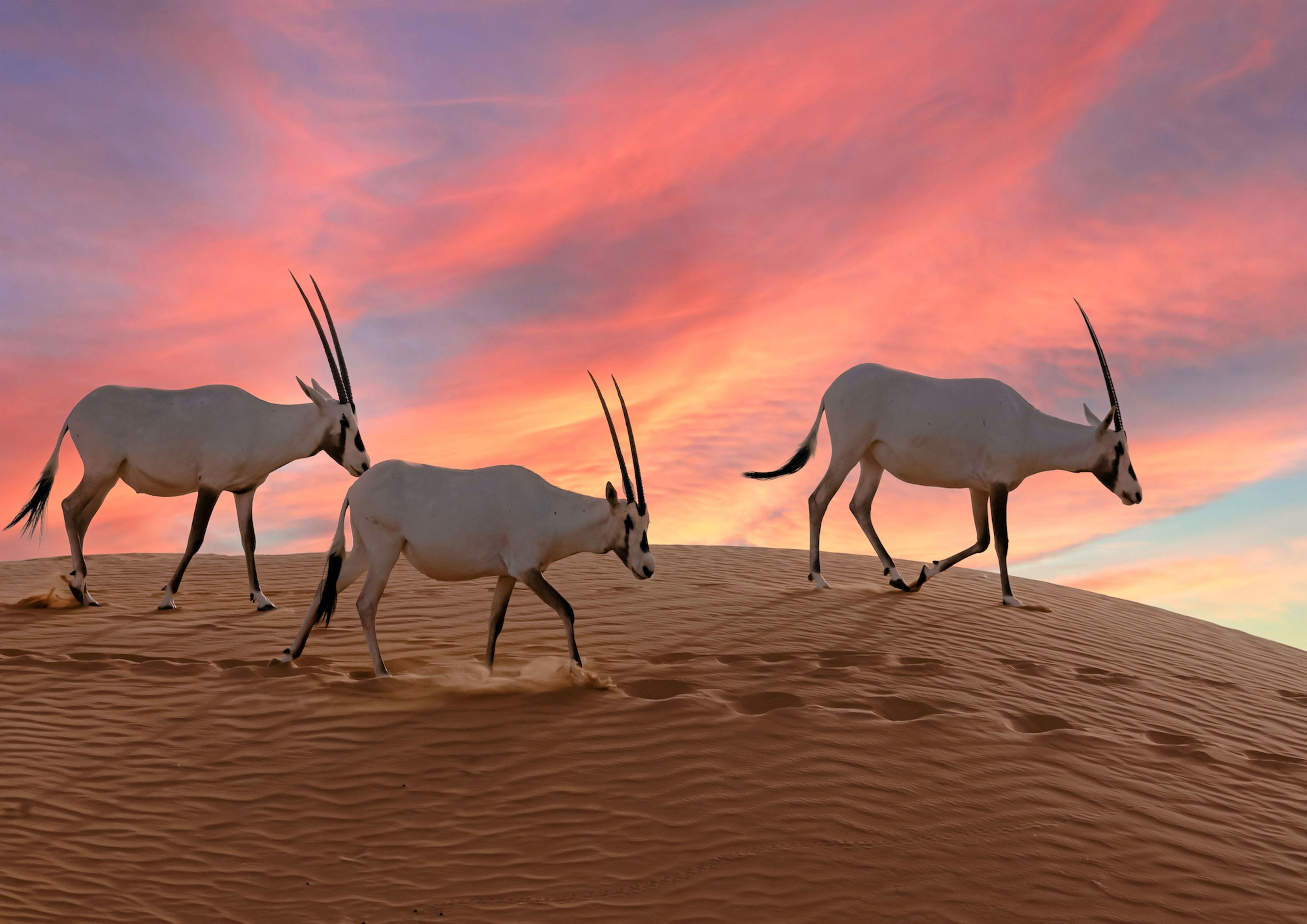Three oryx antelope traverse a sanddune to a brilliant sunset backdrop
