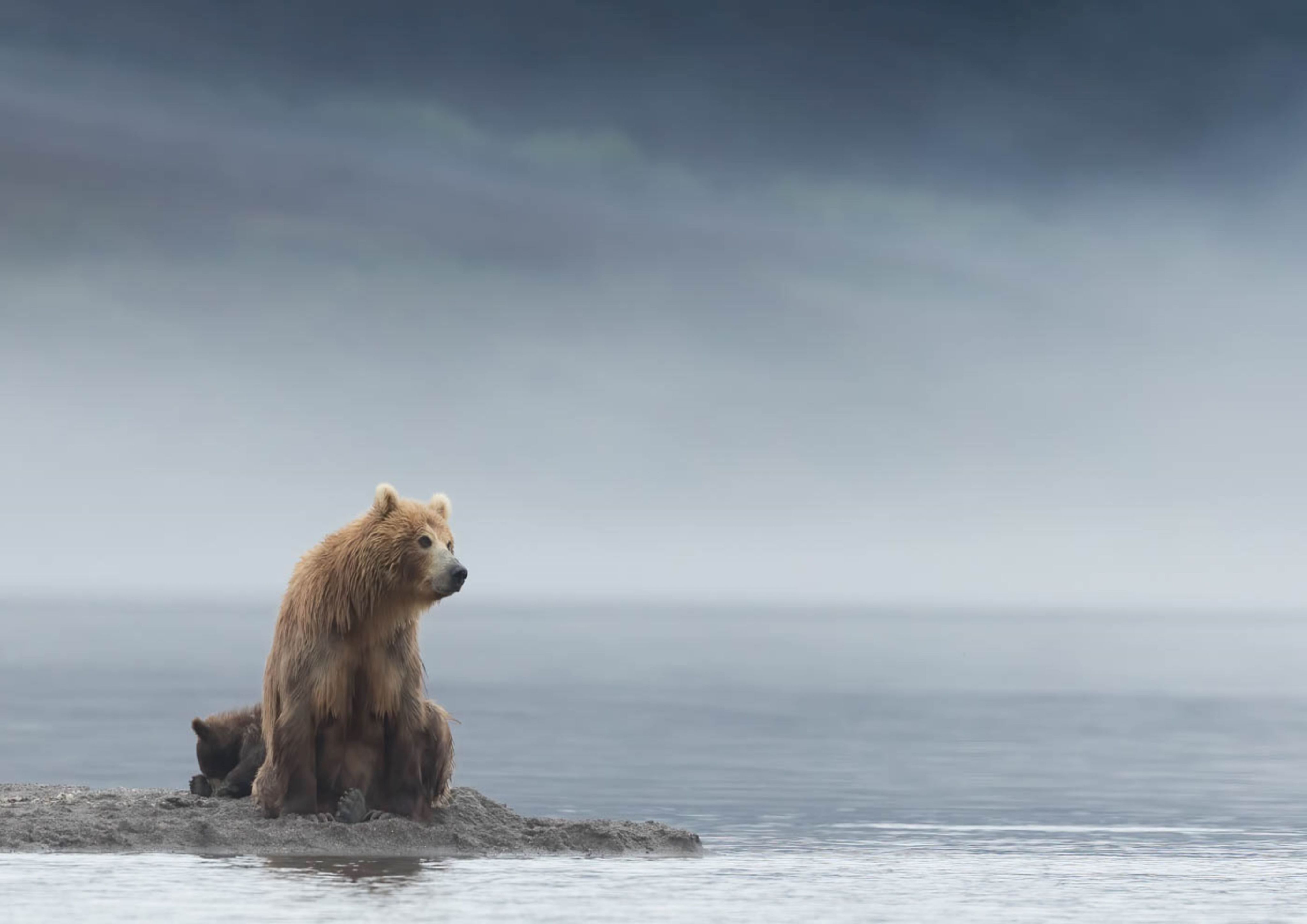 Mother bear sat on an island in the middle of a river with her cub