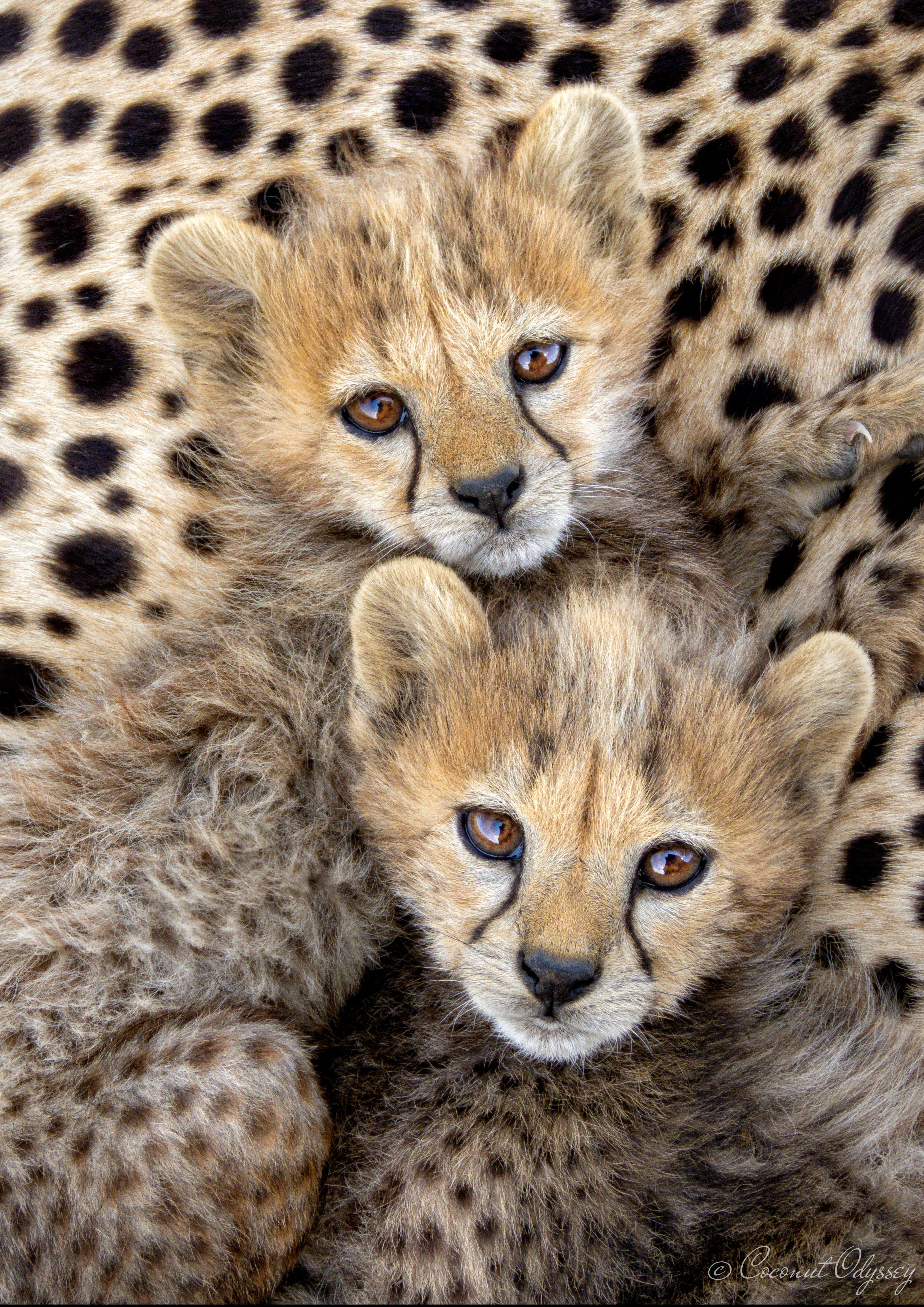 Close up of two cheetah cubs