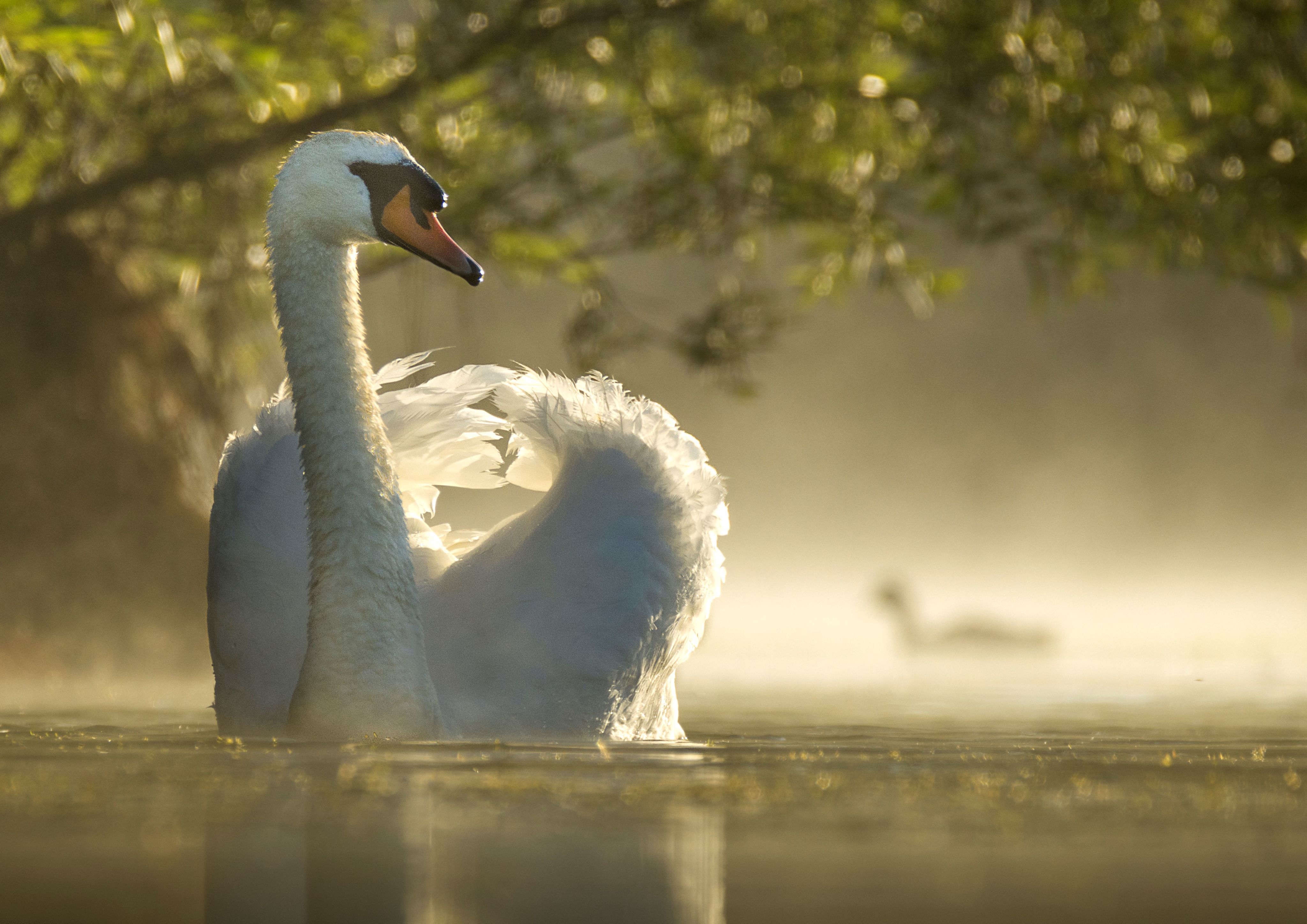 A close up of a mute swan swimming during a misty sunrise