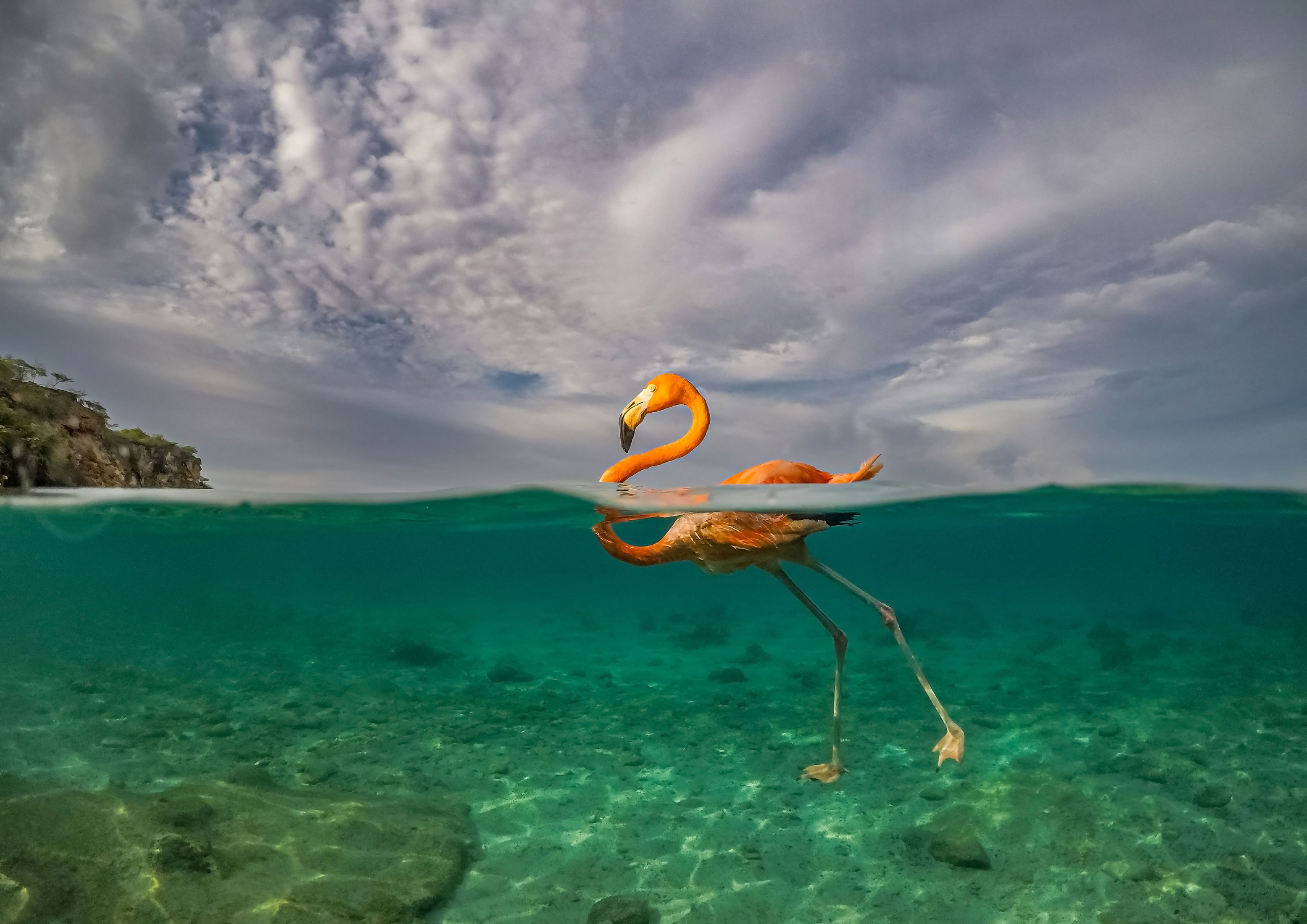 Half submerged short of a flamingo walking on the seabed with head and neck above the waves
