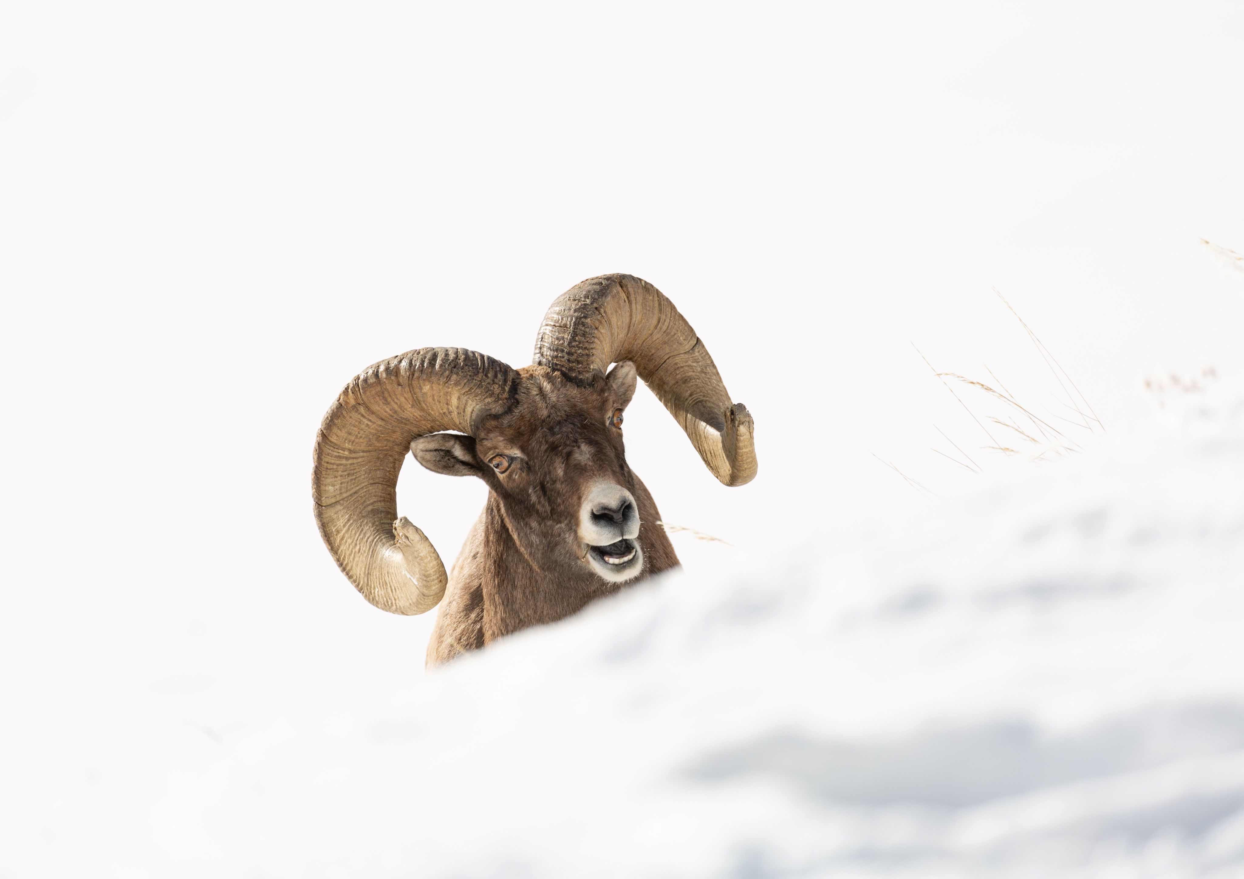 A sheep with large curly horns in a snow drift