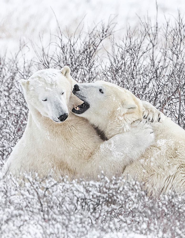 Polar bears hugging