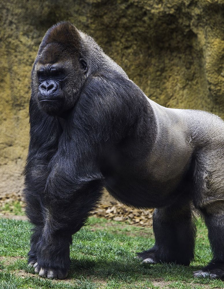 Male gorilla