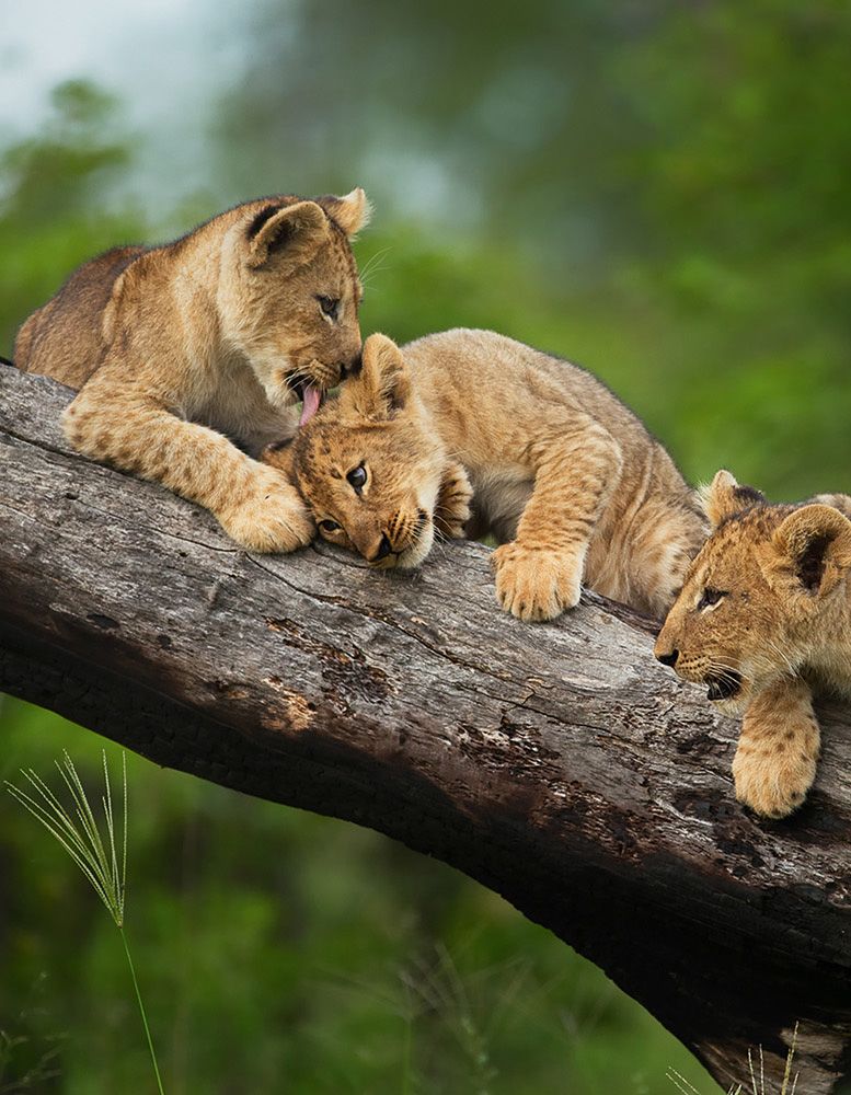 Lion cubs on tree