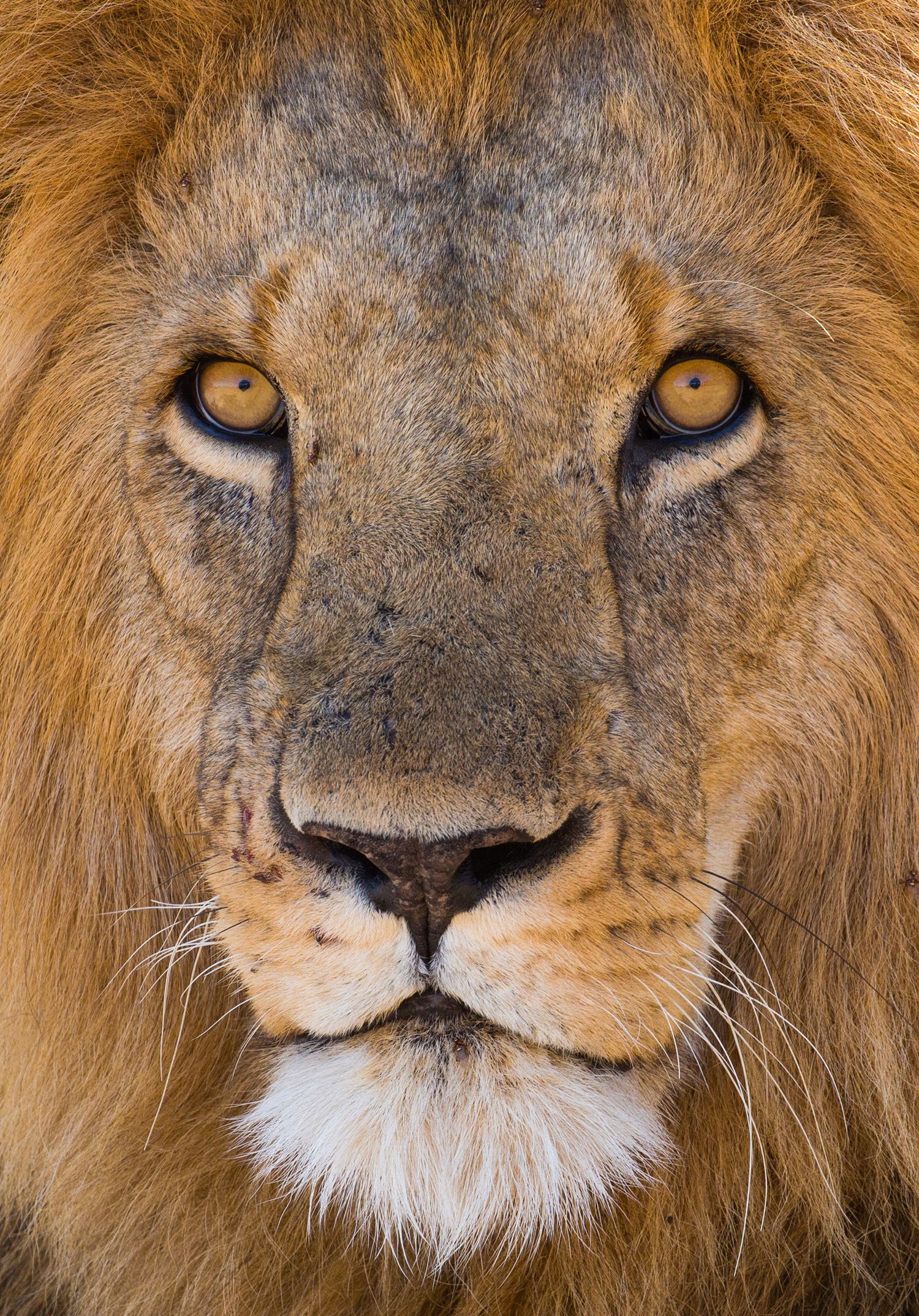 Close up of lion