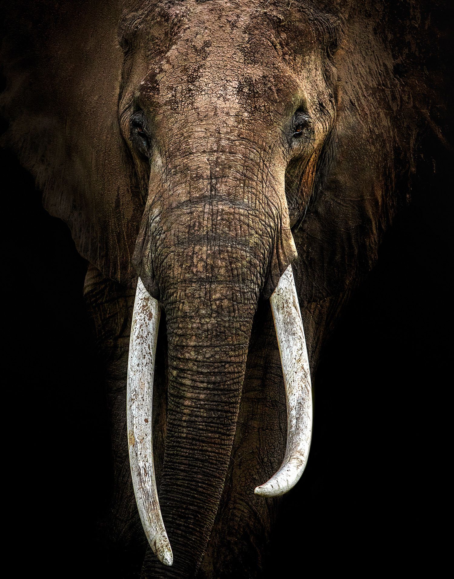 Elephant close up