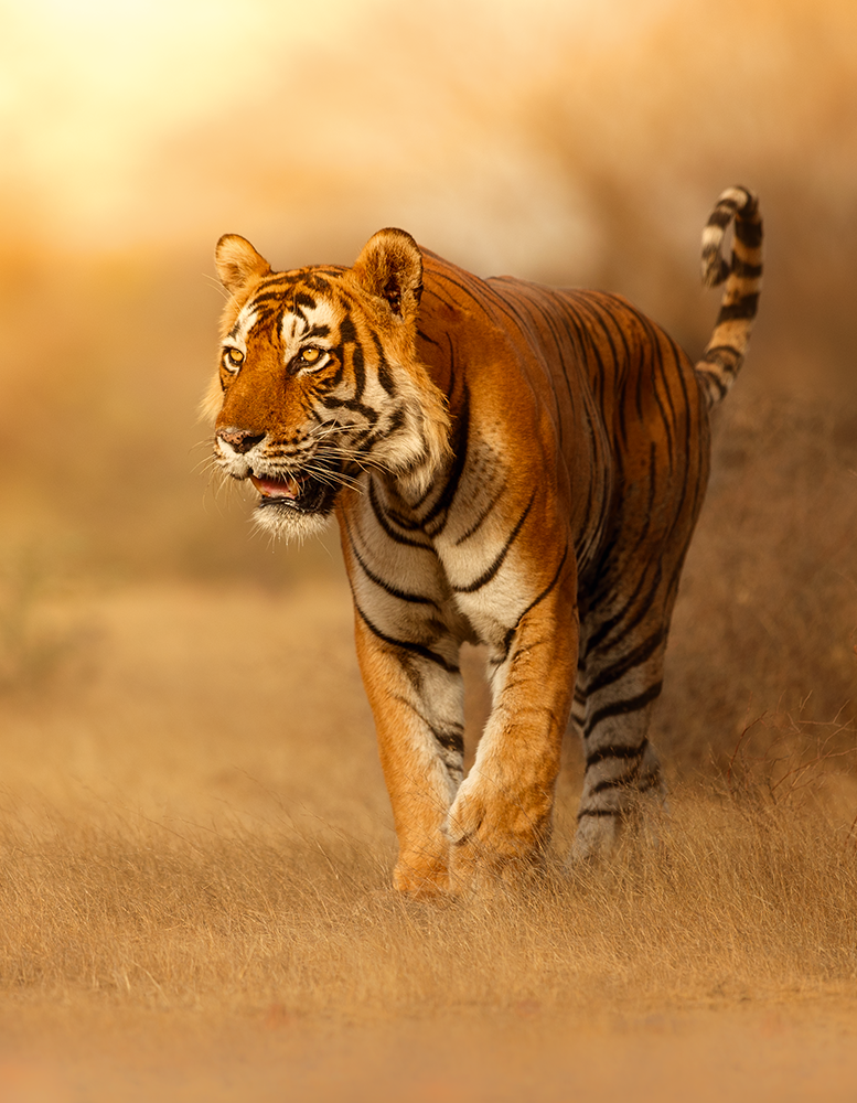 Tiger in woods