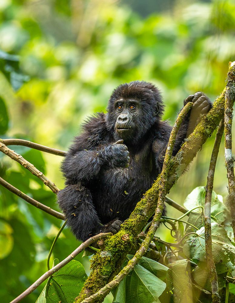 Baby gorilla in tree