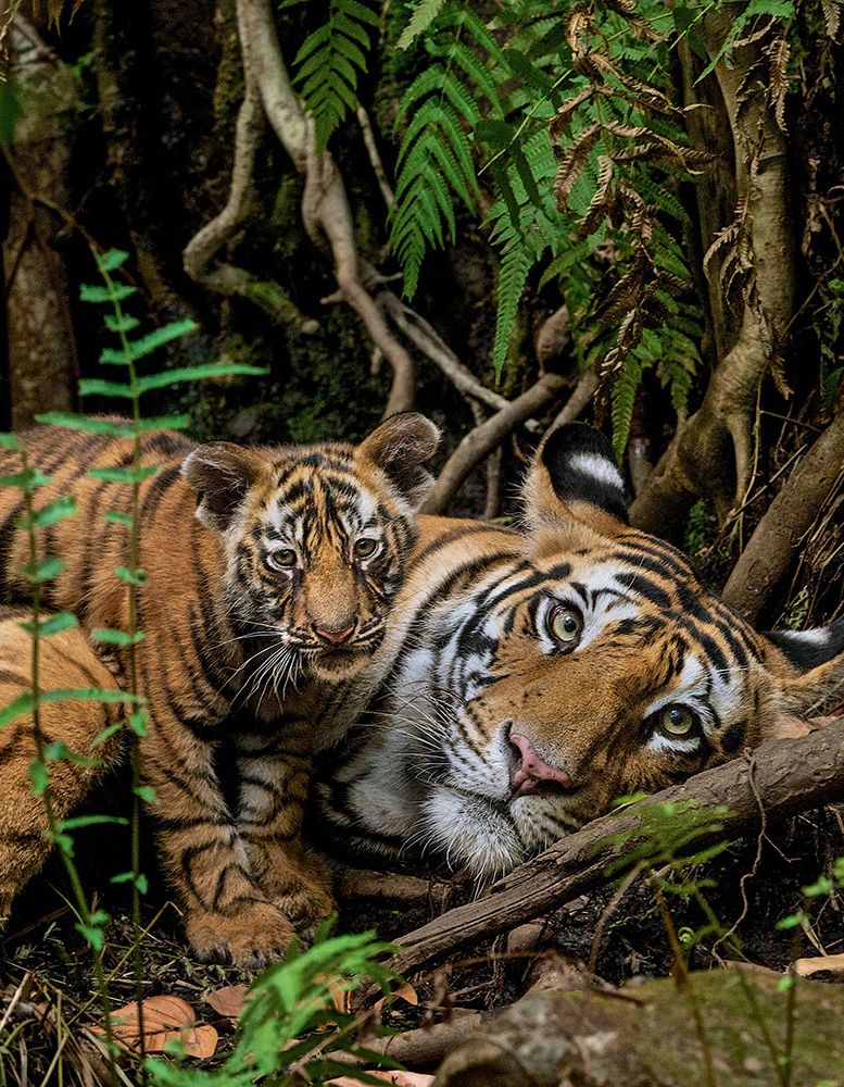 Tiger with cub