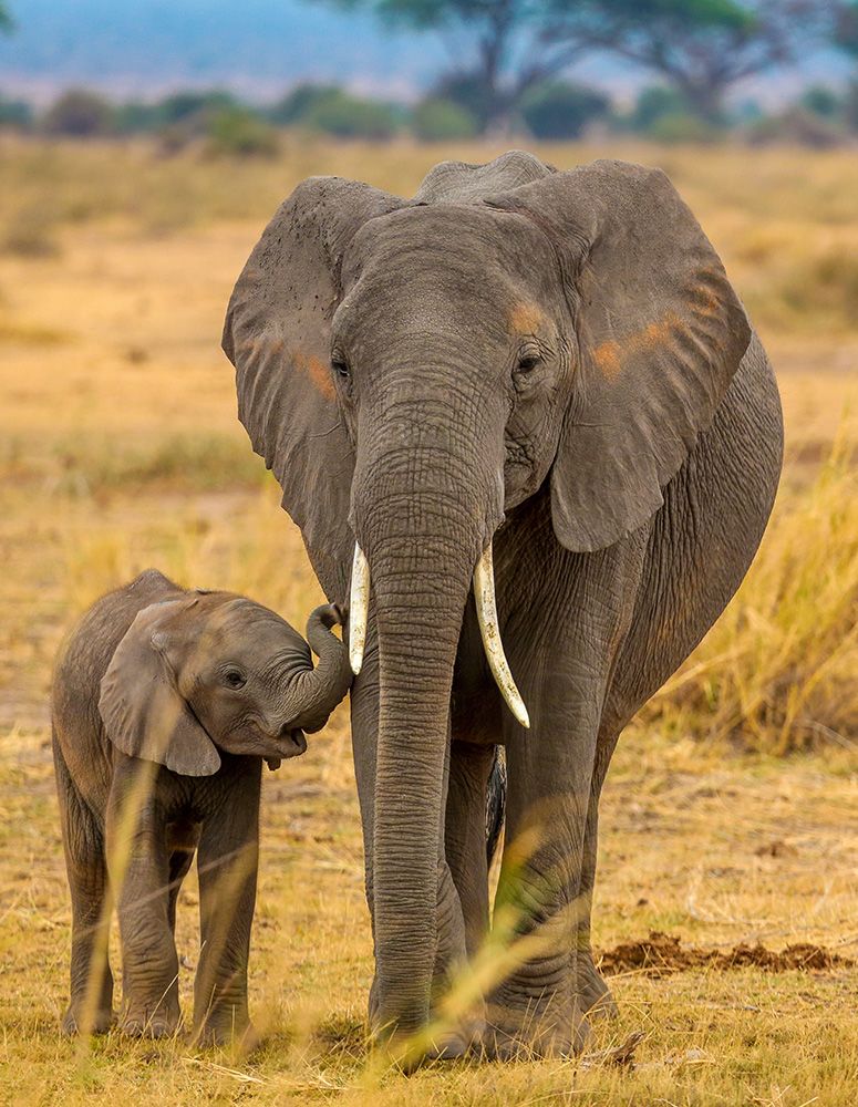 Elephant and baby