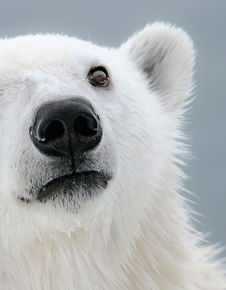 Close up of Polar Bear