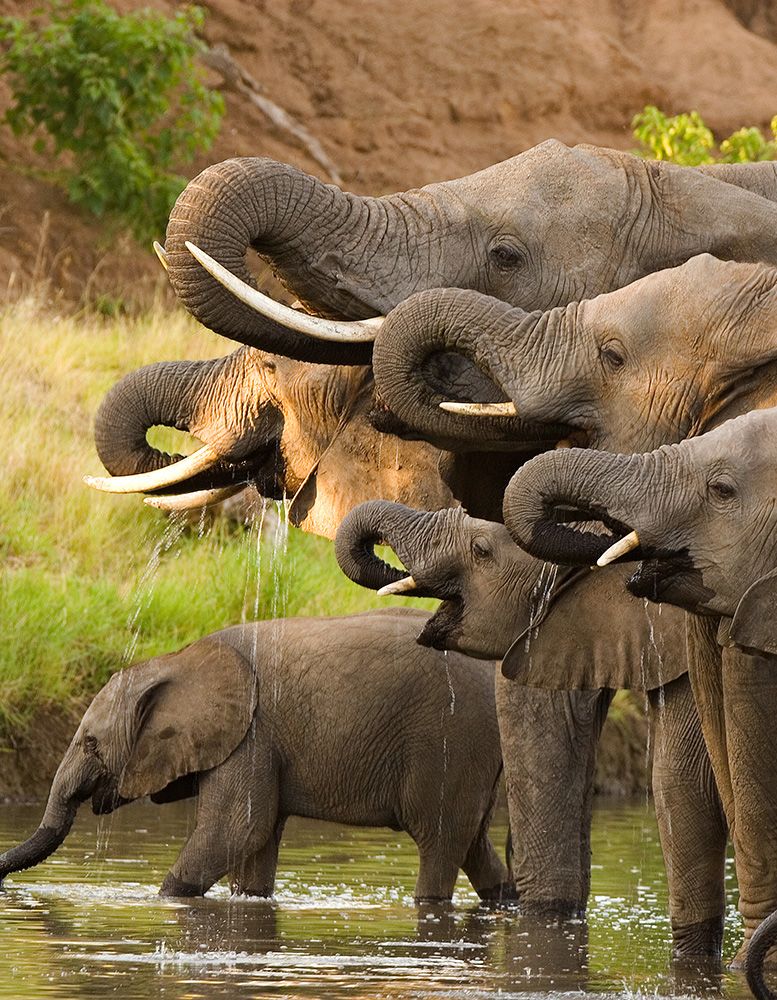 African elephants drinking at waterhole