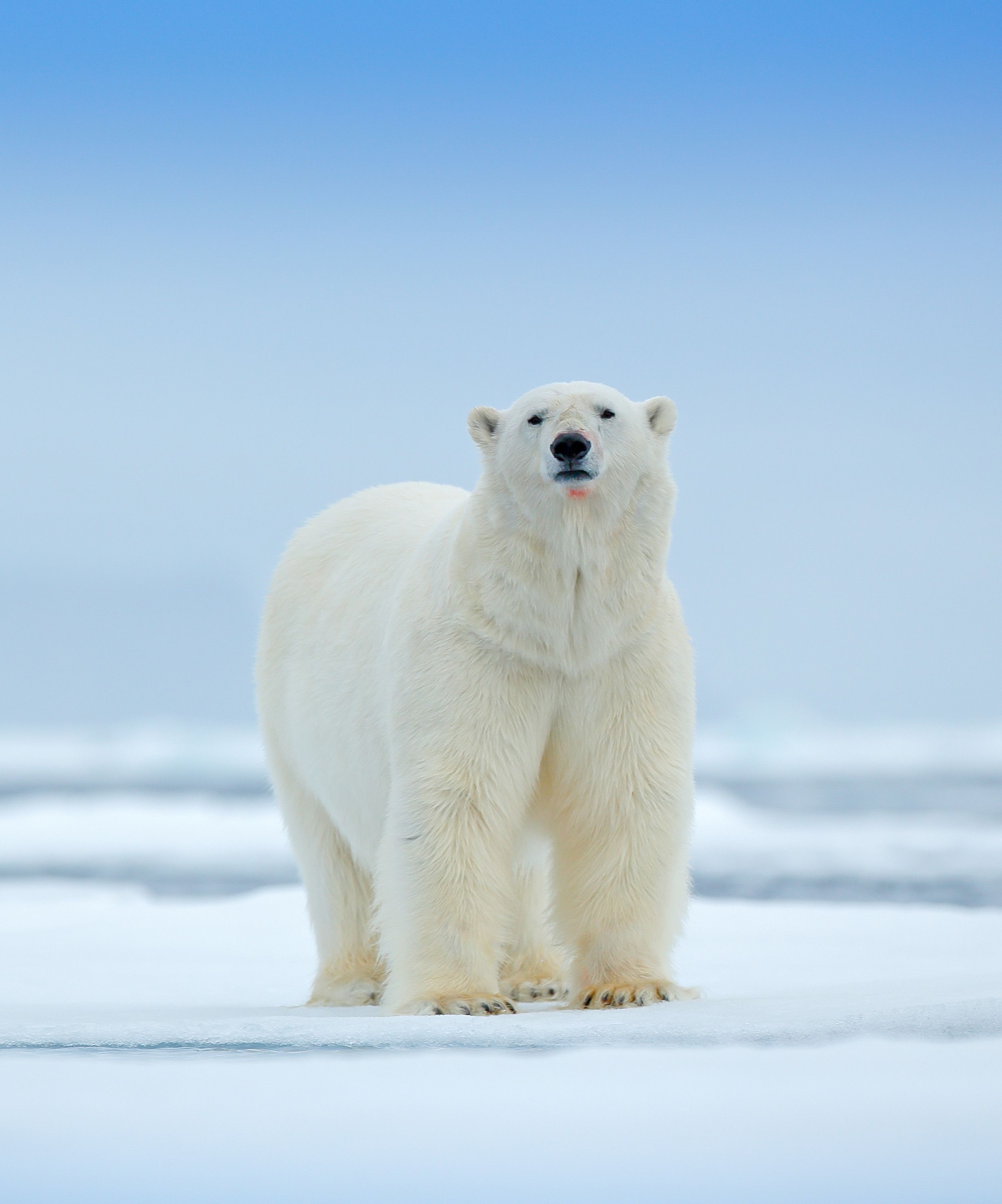 Polar bear on ice