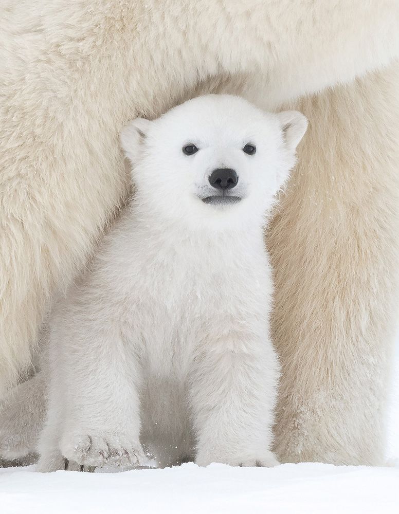 Polar bear cub