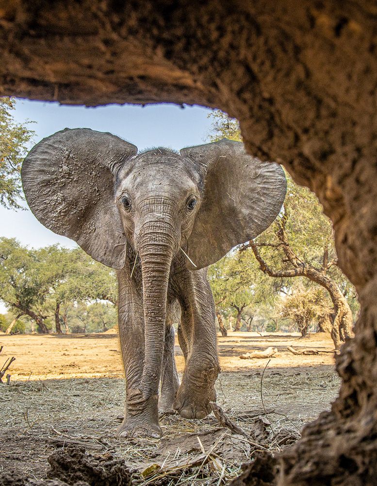 Elephant in wild