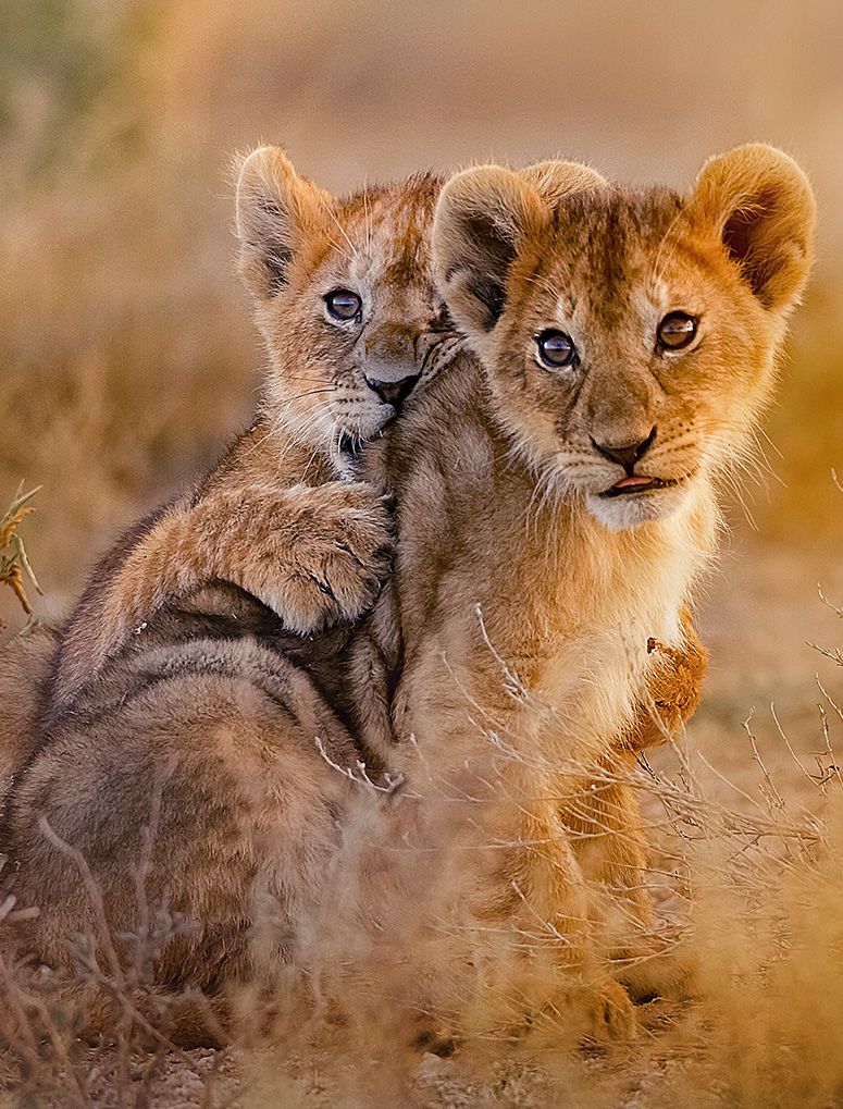 Lion cubs hugging