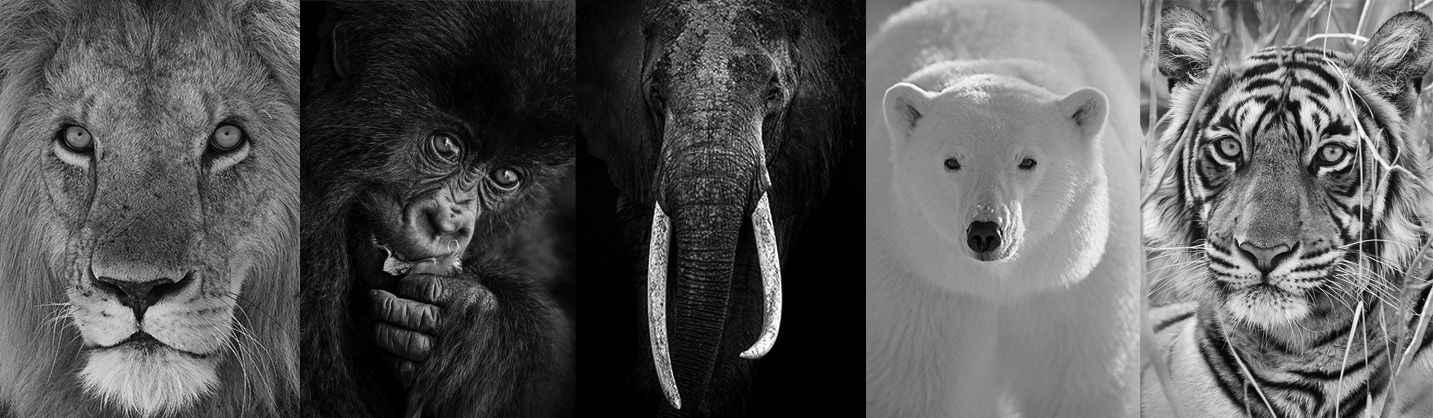 Animal portraits