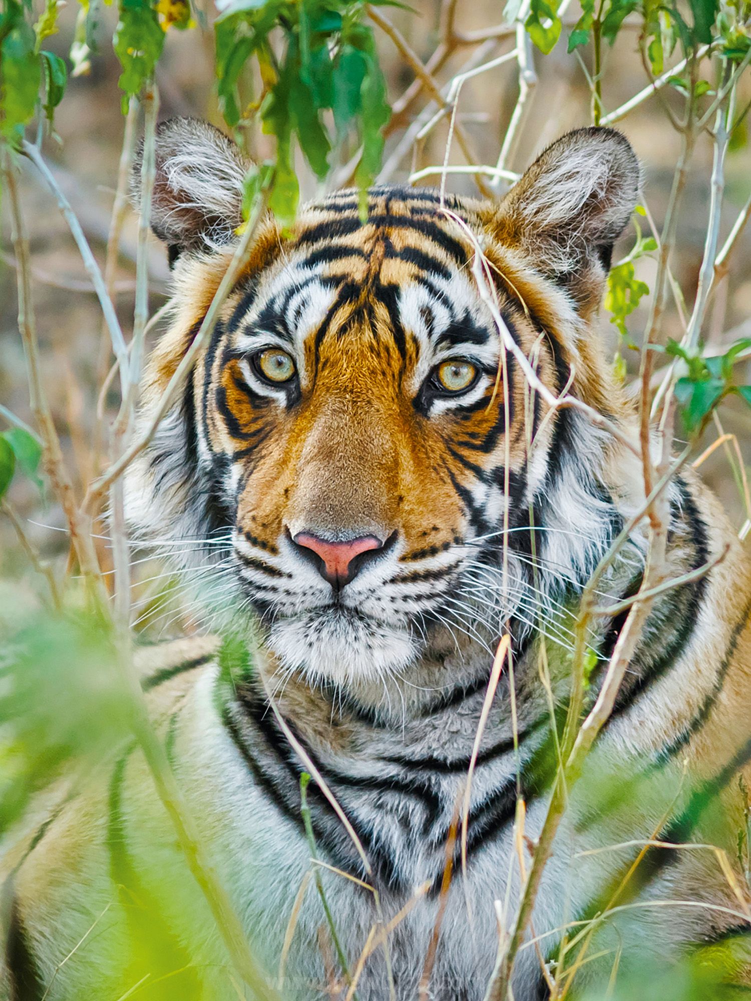 Tiger face close up