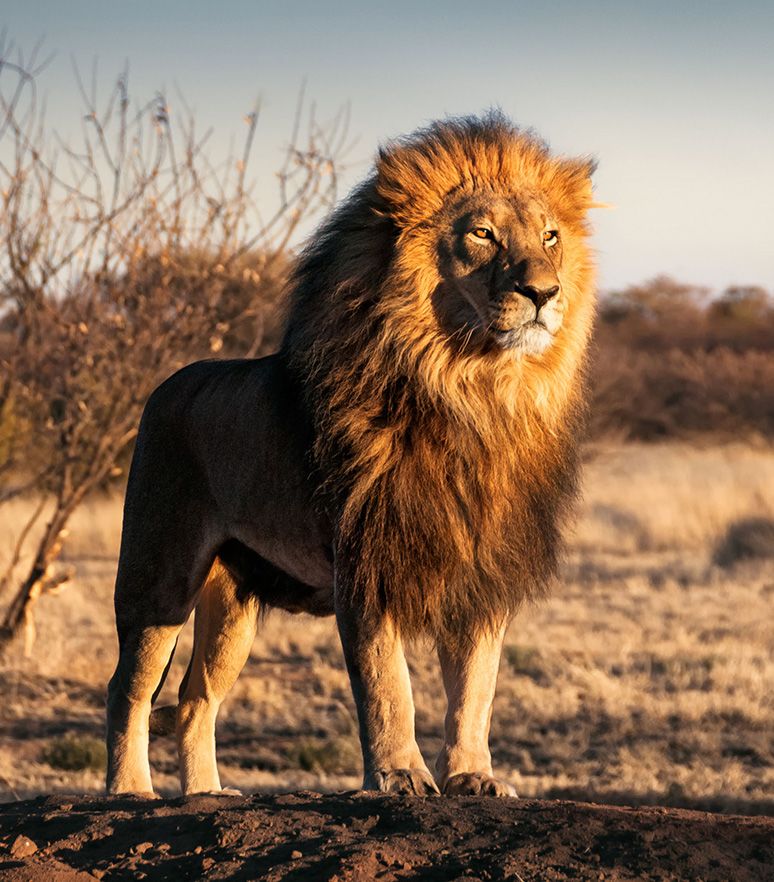 Male lion
