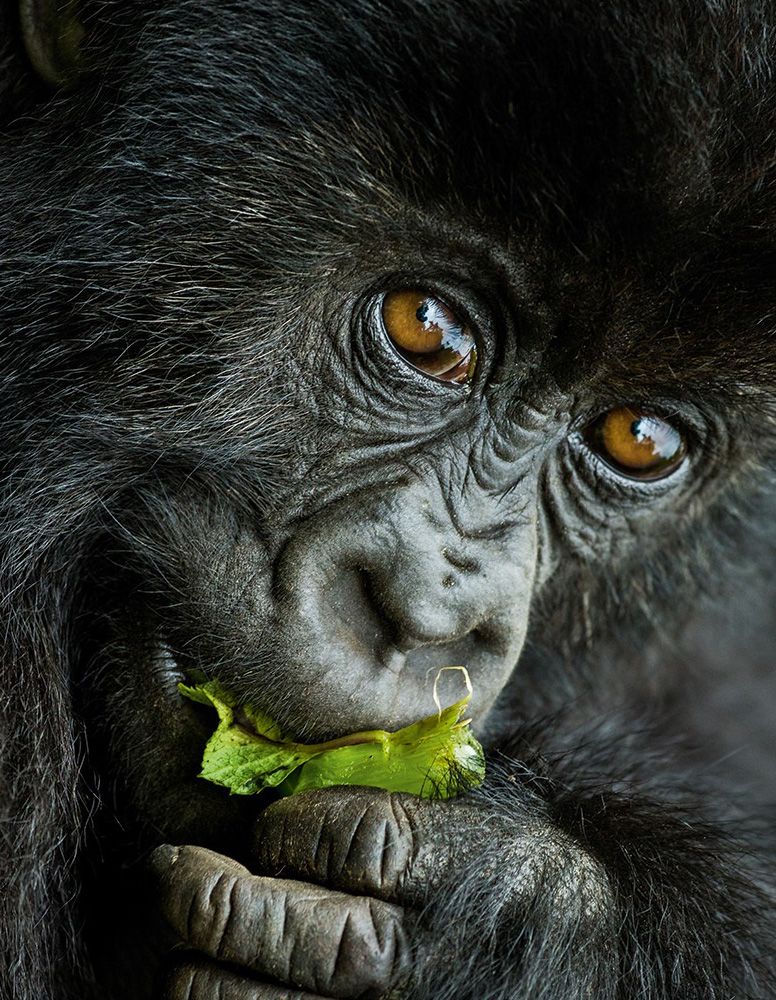 Close up of Gorilla face