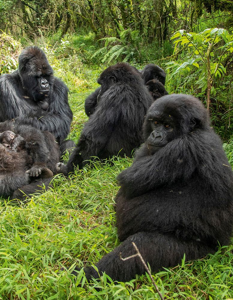 Group of gorillas sitting down