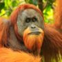 sumatran orangutan