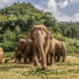 Chiang Mai, Thailand Elephants