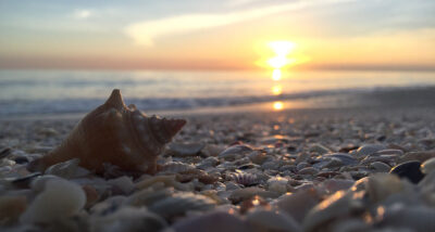 Sea shells on Sanibel Island beach