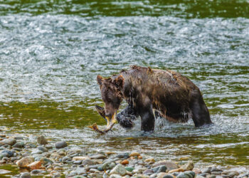A grizzly bear fishes for salmon in British Columbia, Canada