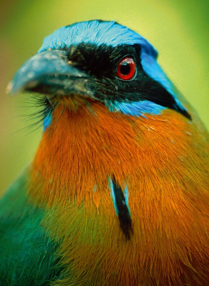 Bird with orange, blue and green feathers