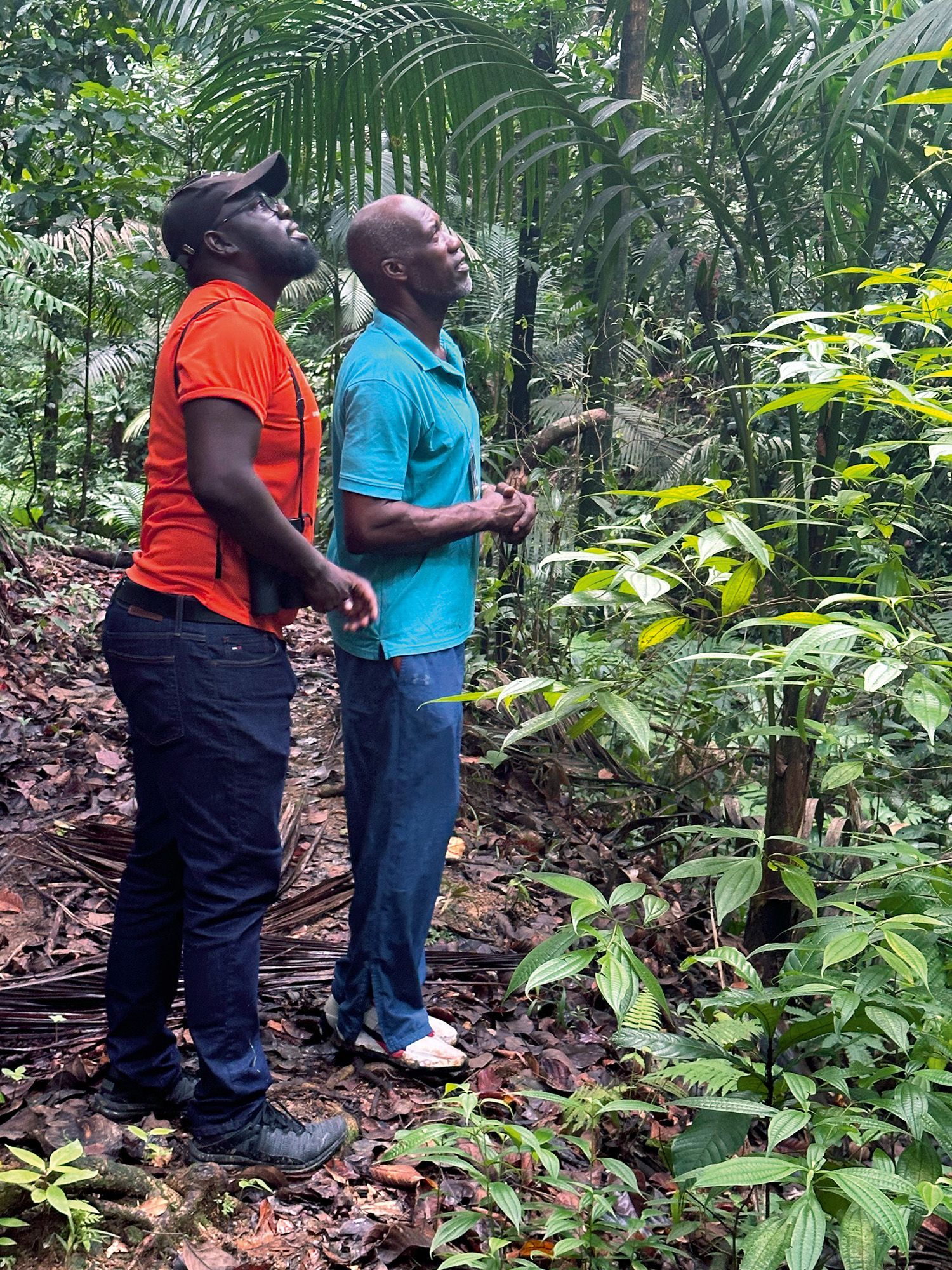 Two man in a forrest looking up to the trees