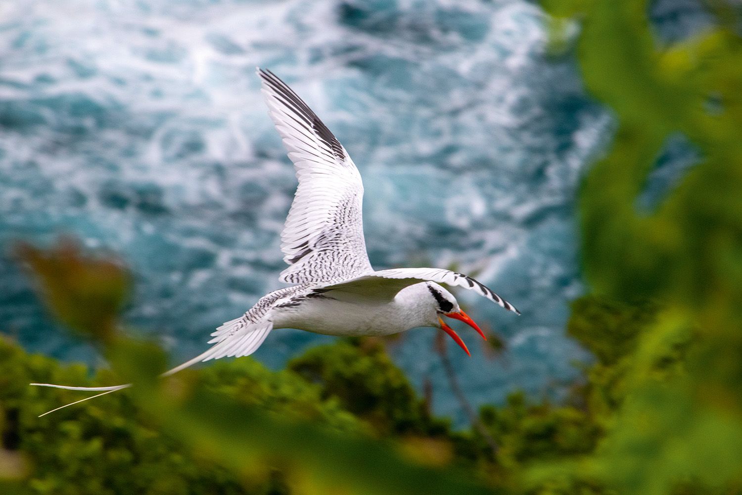 A red-billed tropicbird soars through the skies