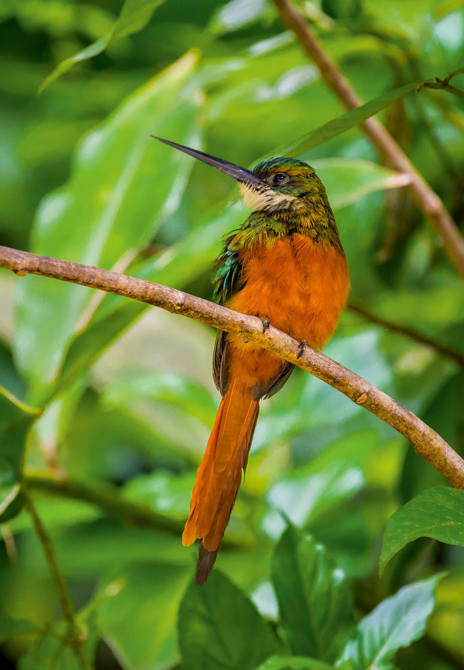 Bird with orange and green feathers sitting on a branch