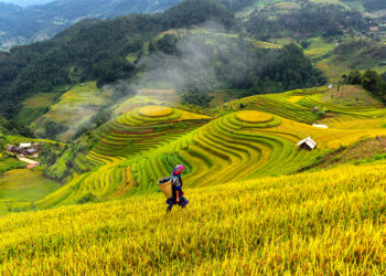 Top view of terrace rice field in Mu Cang Chai near Sapa city, vietnam,