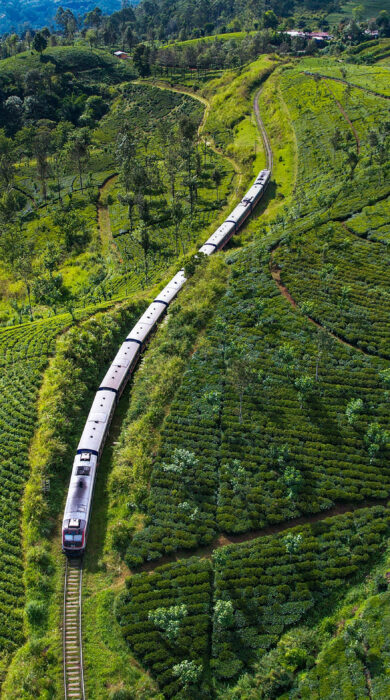 Drone shot of a train passing through a tea plantation in Sri Lanka