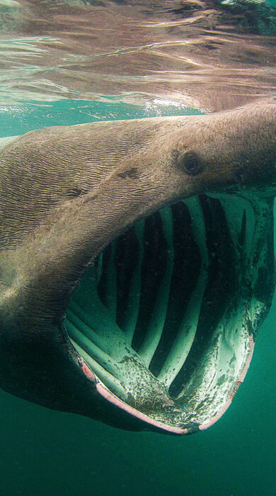 Basking Sharks off the West Coast of Scotland